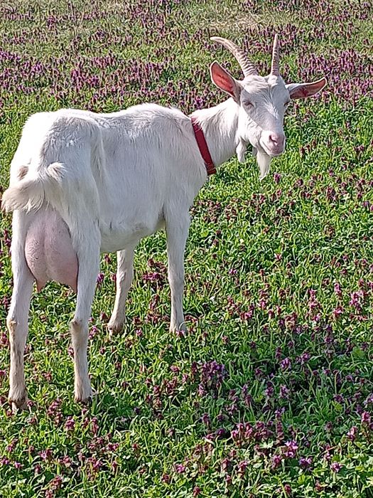 Lapte de capră  Saanen