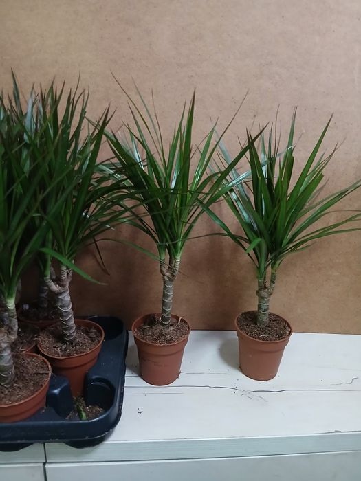 Драцена новое поступление