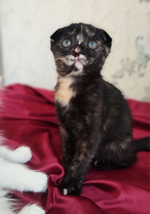 Котята в добрые ручки