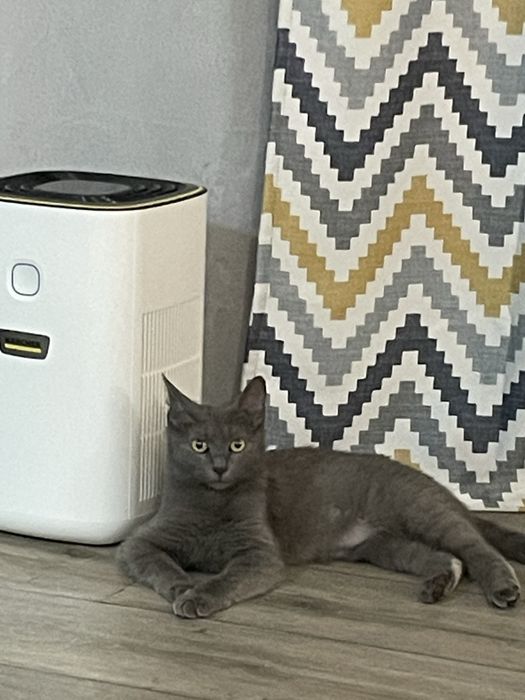 Русская голубая кошечка