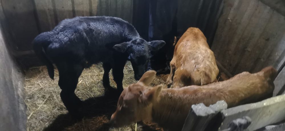 Продам телят 3шт