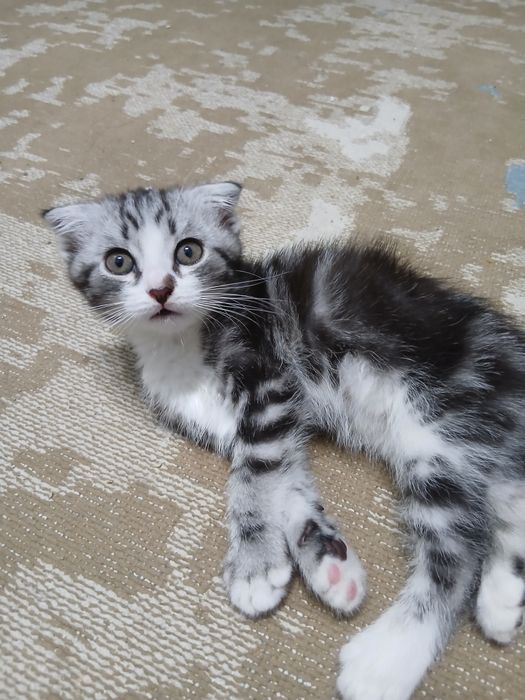 Шотландский вислоухи котята