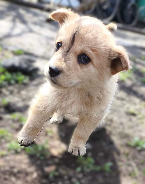 отдам щенков в хорошие руки