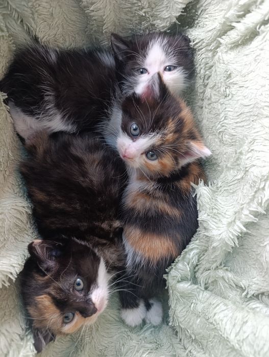 Котята-котята!!!