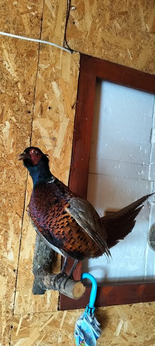 Păsări naturalizate (împăiate)