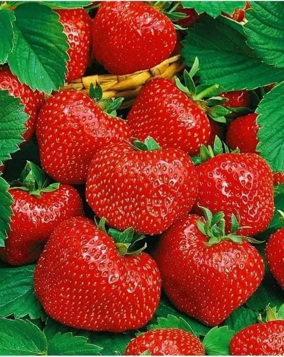Саженцы клубники местная