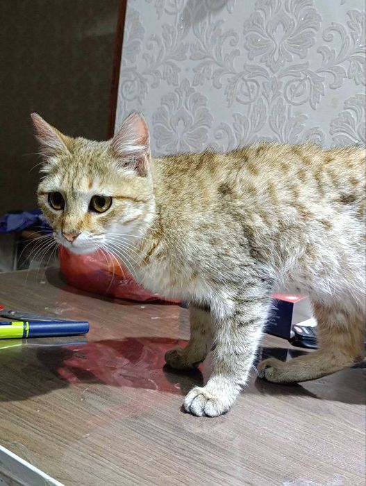 отдам кошечку в хорошие, добрые  руки