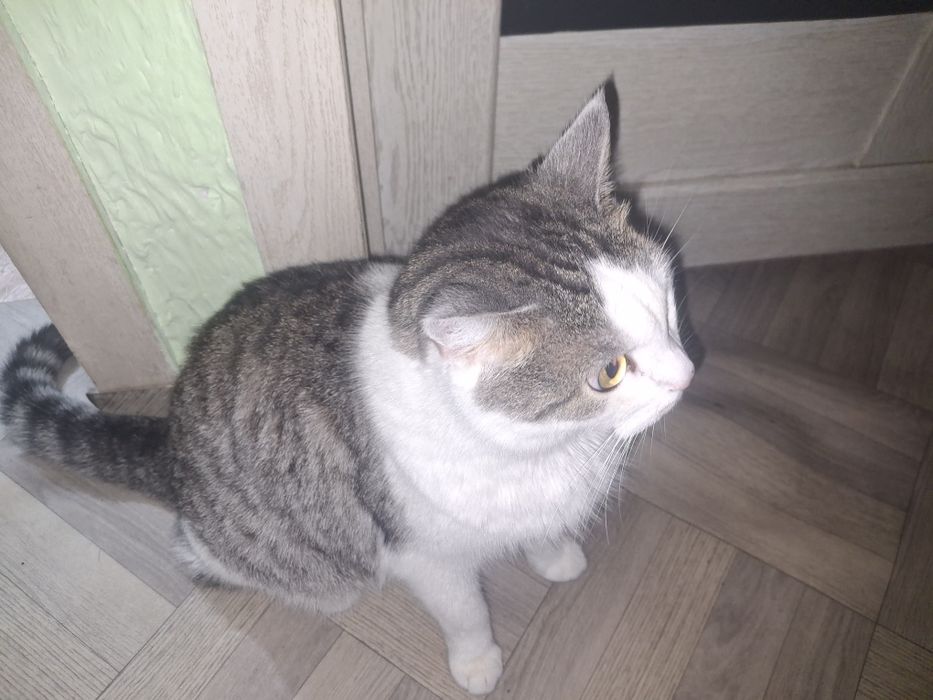 Отдам кота даром
