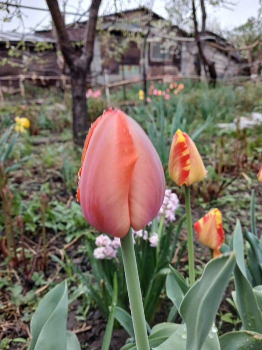 Тюльпаны не срезанные под срез