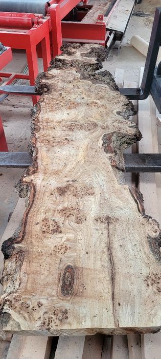 Cherestea uscata plop bubos Cherestea Plop Bubos Uscată în Uscător Pro