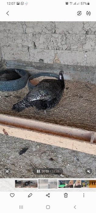 Индюк бронза франция