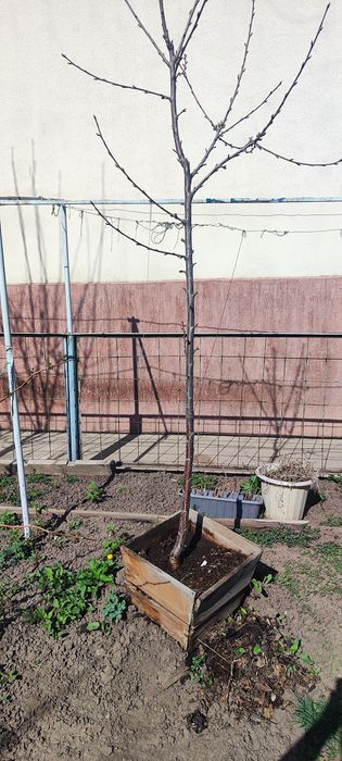 Продам  два саженца   черешни