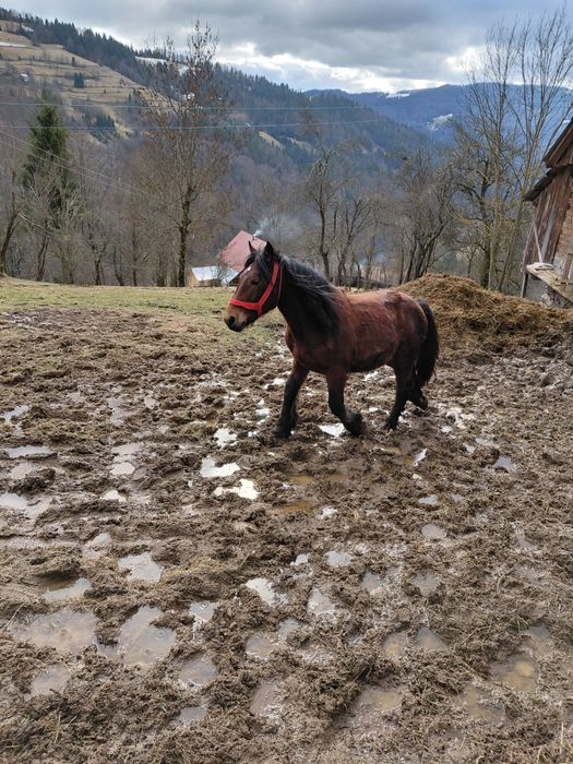Vând mânz de un an jumate