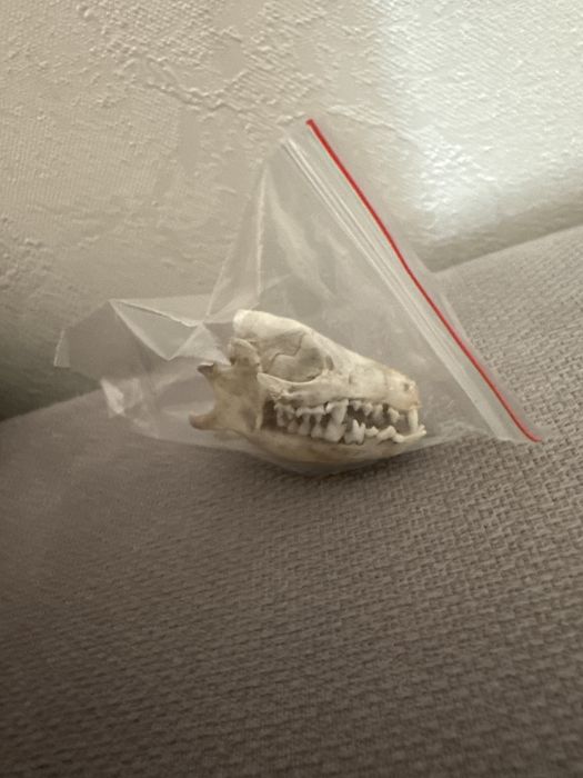 Череп ежика дикого маленький