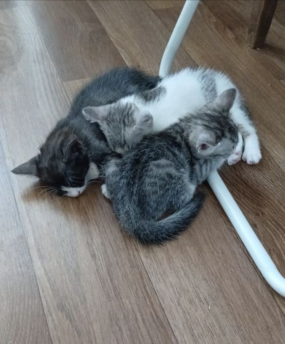 Котята в добрые руки