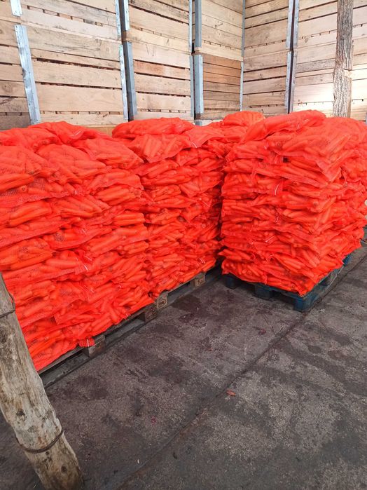 Morcovi ceapă galbenă și rosie țelină