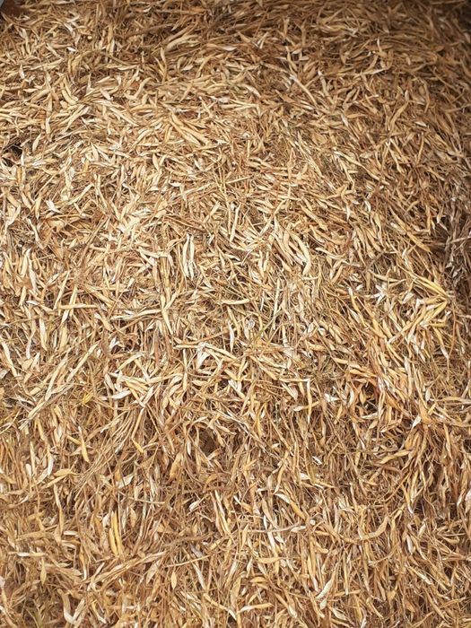 Lucerna -Vând pastai fasole 2025