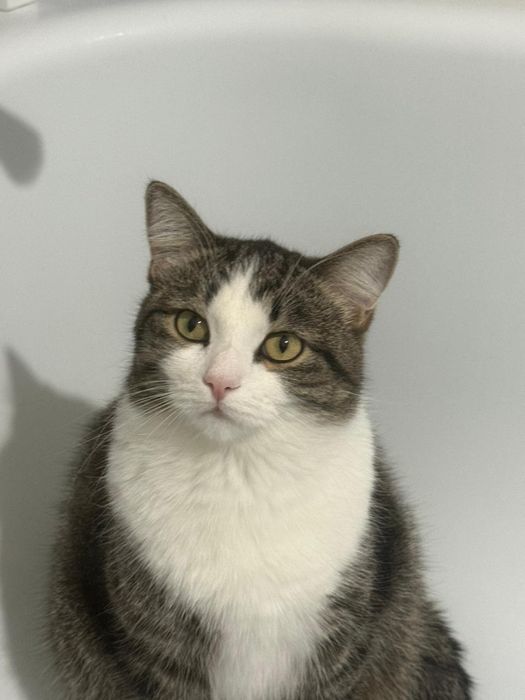 Отдам кота дором