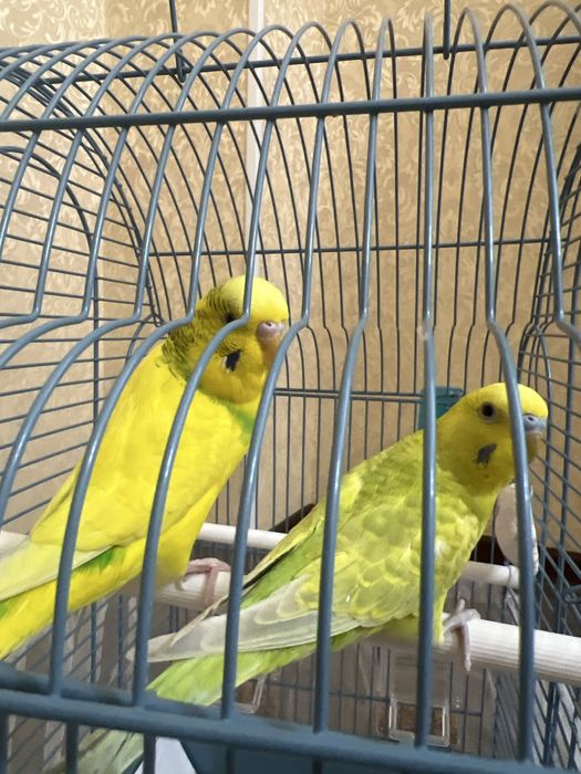 Волнистый попугай