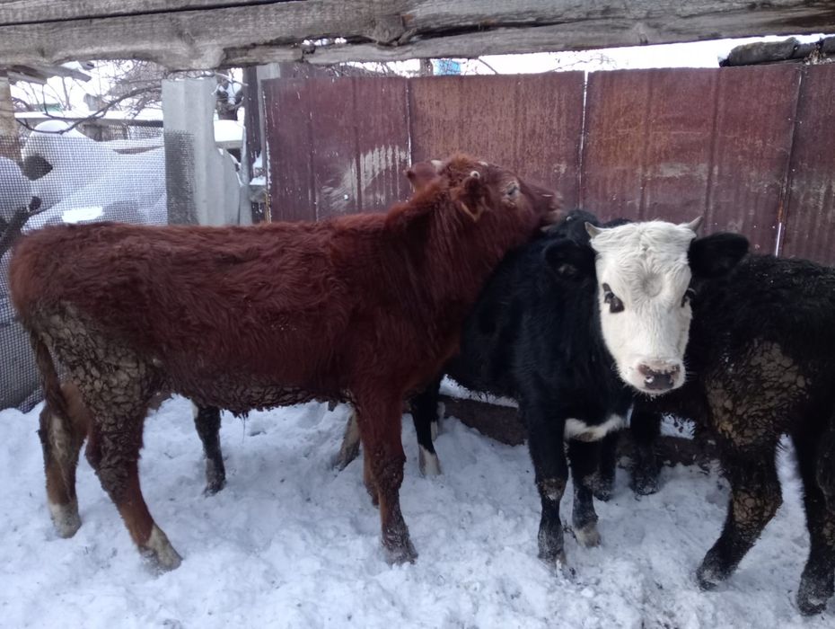 Продам 3бычок 4тёлка оптом