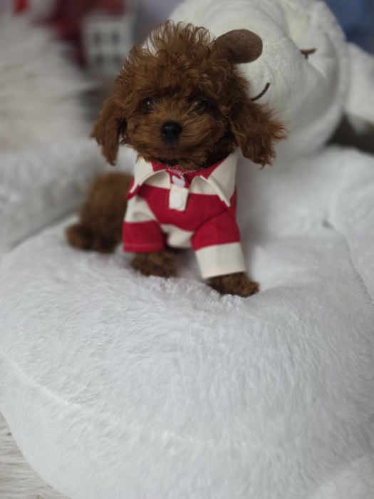 Пудел той с родословие/всички ваксини