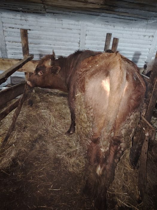 Продам бычка 2 годовалого