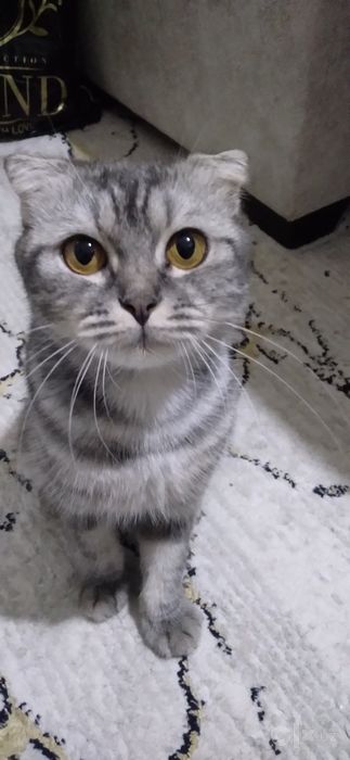Мушук сотилади парода (Scottish fold )