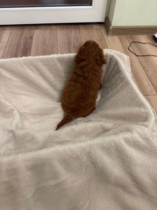 Caniche-Poodle Toy Baiat