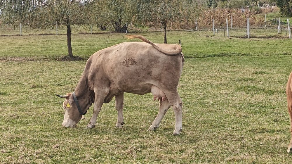 Vând vaca bruna de maramures