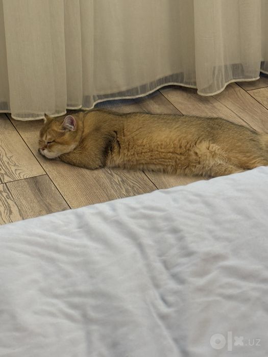 Связка с котом. Золотая шиншилла