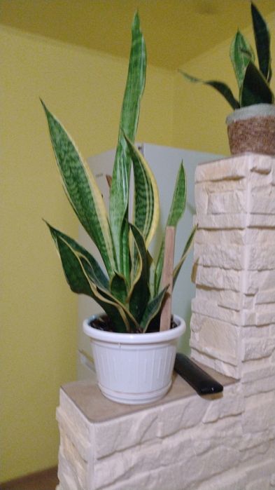 Floare ghiveci camera