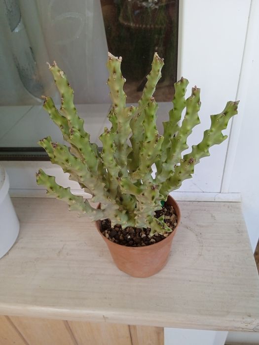 Стапелия, взрослое растение