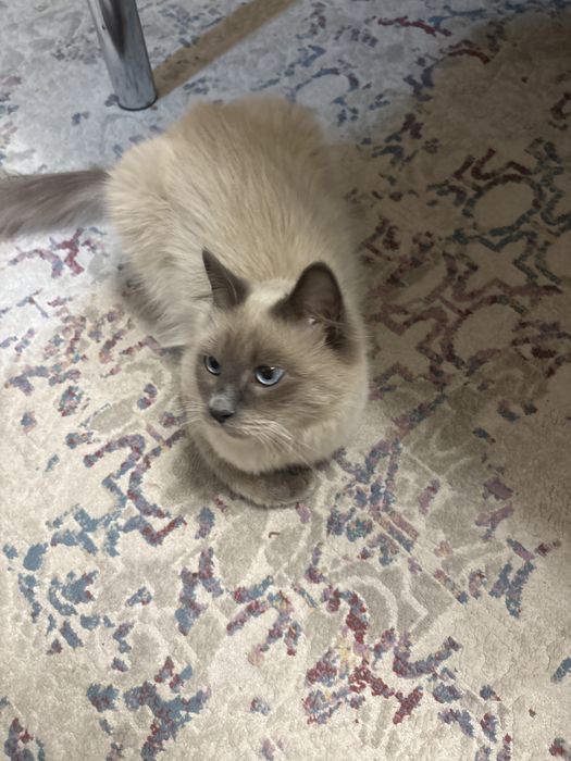 Отлам даром котика