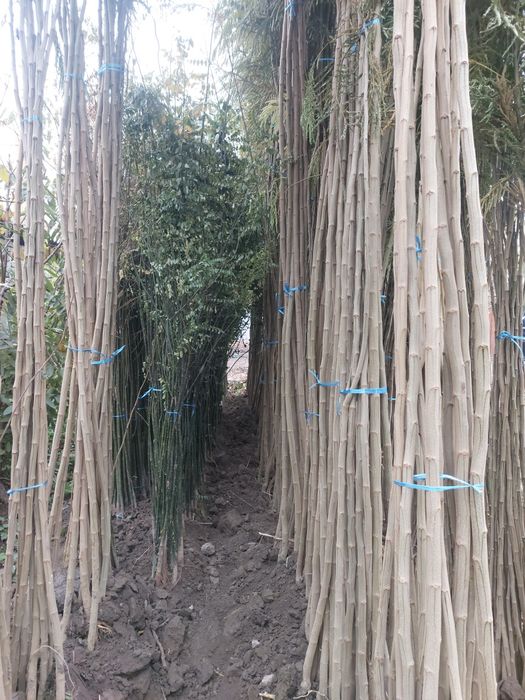 Каталпа Акатсия Yasin Yapon sakurasi Pavlovniya Кайрагоч бор