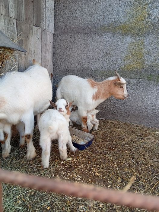 Vând 2 capre de rasă mica