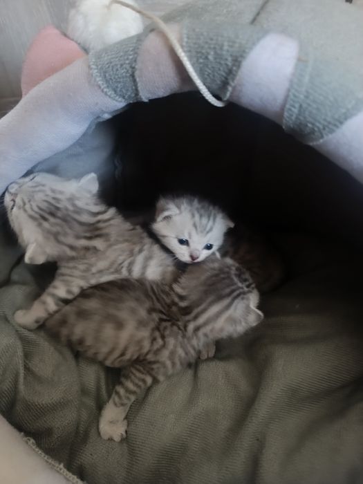 Шотландские котята.