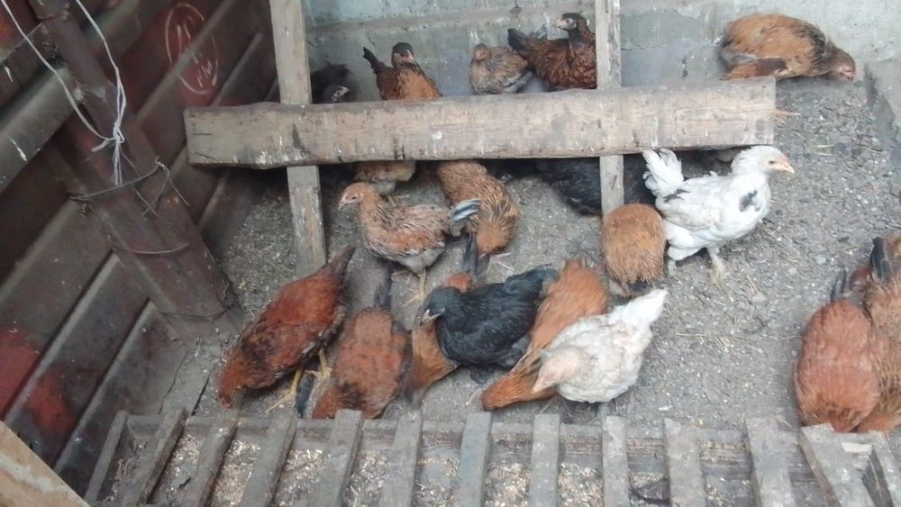 Продам молодок курей им 5 месяцев
