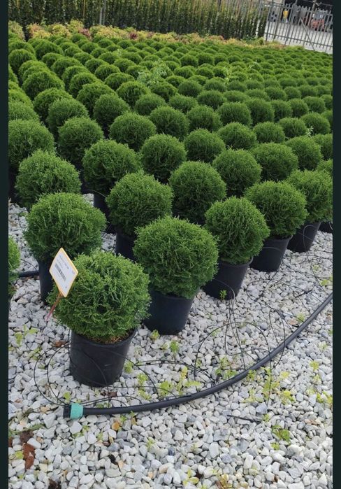 ‼️plante ornamentale‼️