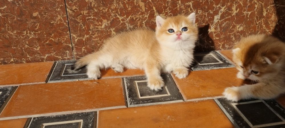 Vyazka Britanskiy shinshilla Toza qon