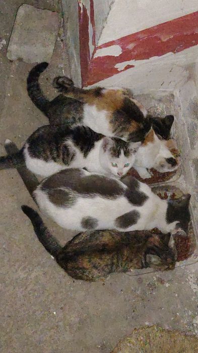 Отдам кошку с котятами