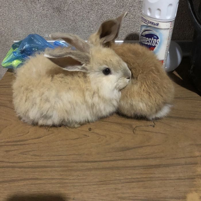 Продаются кролики