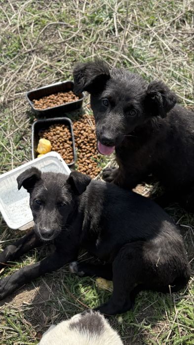 Щенки в добрые руки