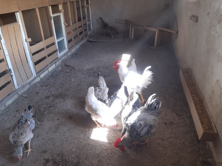 Россия зотдор товук тухумлари