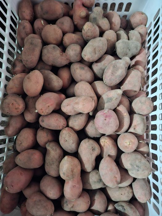 Продам картофель семенной