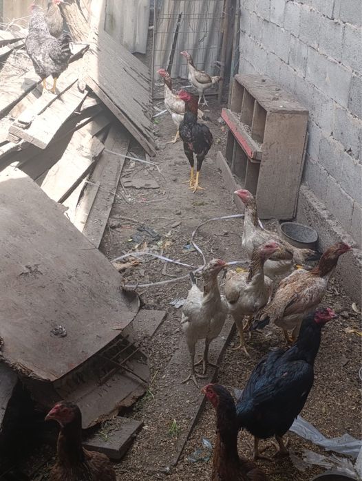 Даканы продаю только продажа