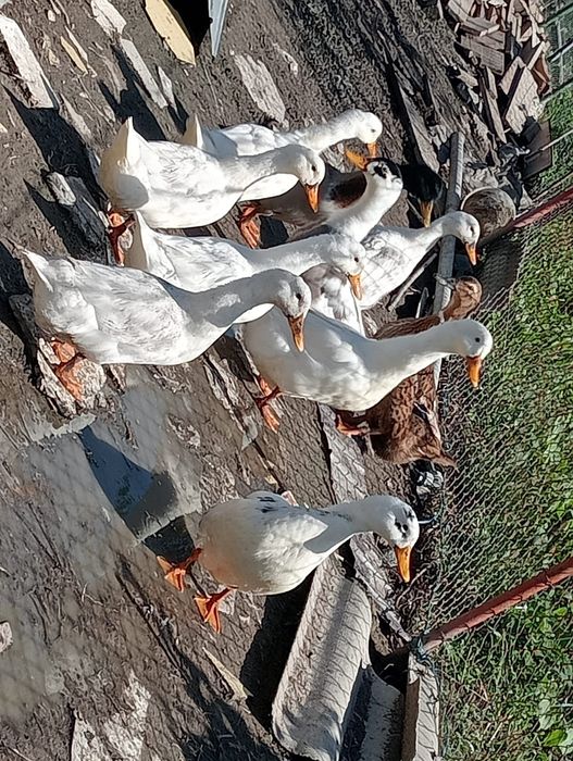 Rate de tara (romanesti)