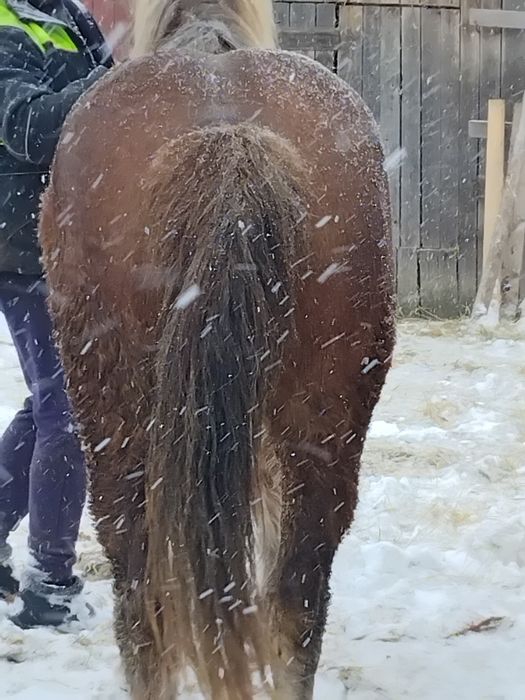 Vând iapă de 5 ani
