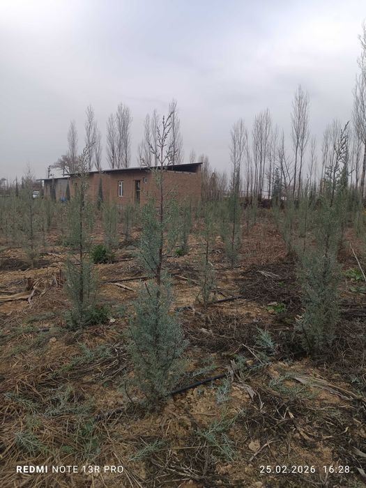 Kipariz arizonskiy italya archa