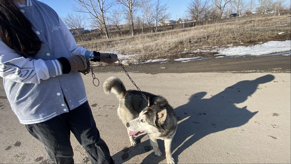 Порода сибирский хаски продаётся