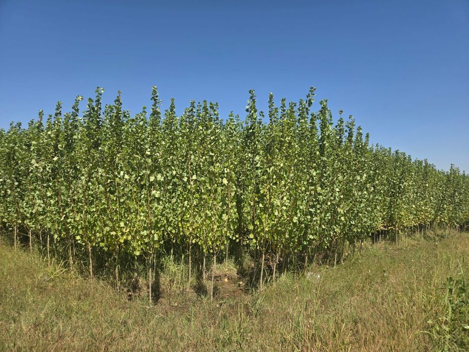 Продаю цаженцы деревя